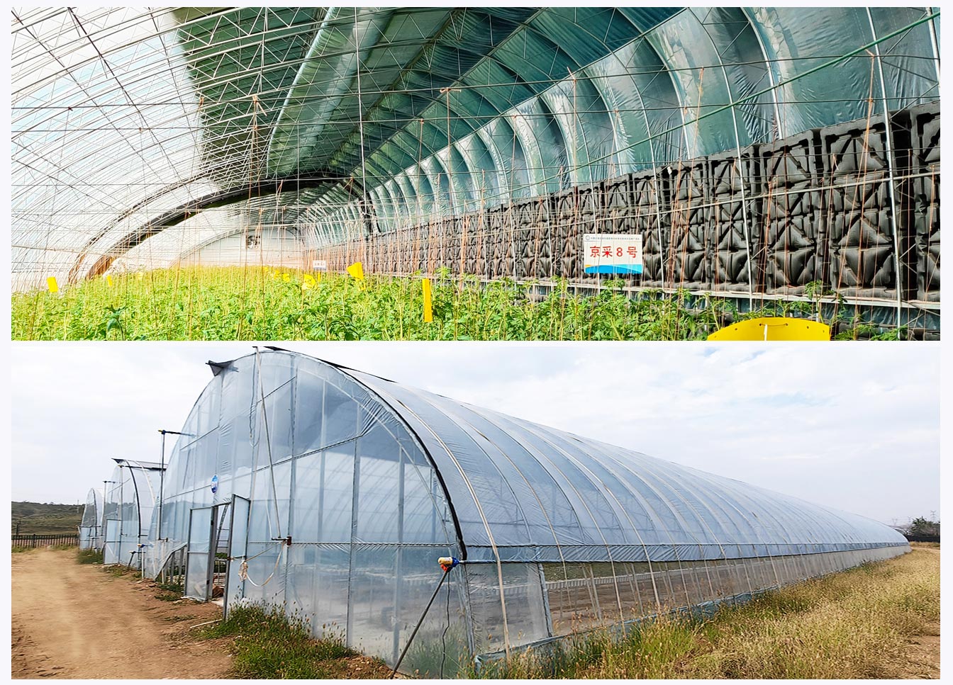石拐區(qū)現(xiàn)代智慧設施農業(yè)產業(yè)園_07.jpg