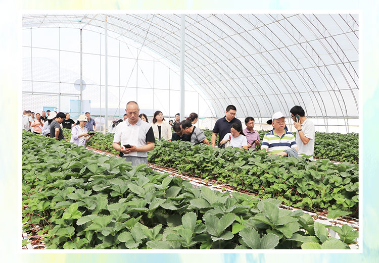 草莓1920網(wǎng)50像素2025年3月12日網(wǎng)頁(yè)_06.jpg 草莓1920網(wǎng)50像素2025年3月12日網(wǎng)頁(yè)_06.jpg