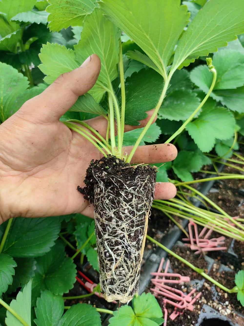 穴盤苗切.jpg 穴盤苗切.jpg